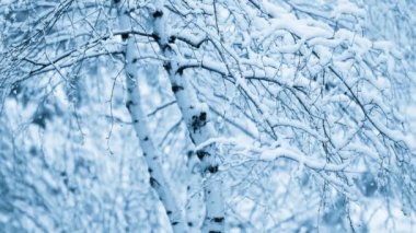 Kış karlı ormanlarının görüntüleri