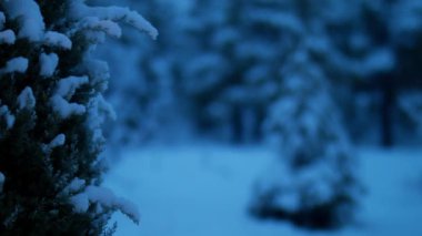 Kış karlı ormanlarının görüntüleri