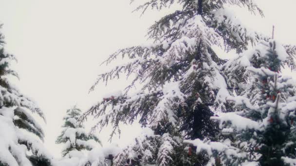 Materiał Filmowy Zimowego Lasu Śnieżnego — Wideo stockowe