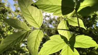 Footage of green nature with leaves and trees
