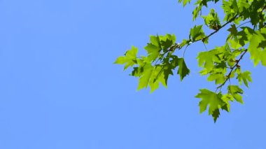 Footage of green nature with leaves and trees