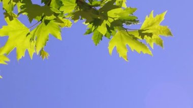 Footage of green nature with leaves and trees