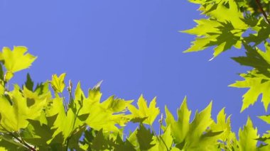 Footage of green nature with leaves and trees