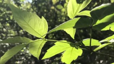 Footage of green nature with leaves and trees