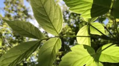 Footage of green nature with leaves and trees