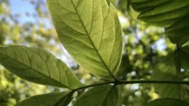 Footage of green nature with leaves and trees