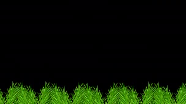 Анимация Зеленых Сосновых Веток Черном Фоне — стоковое видео