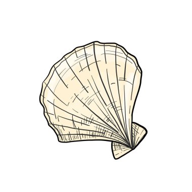 Beyaz arkaplandaki deniz kabuğunun vektör çizimi