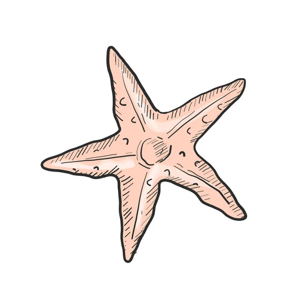 Hand Drawn Sea Star White Background — Stock Vector