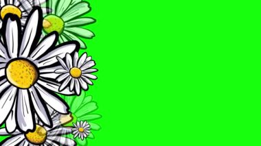 Daisy flowers on green background, chamomile daisies