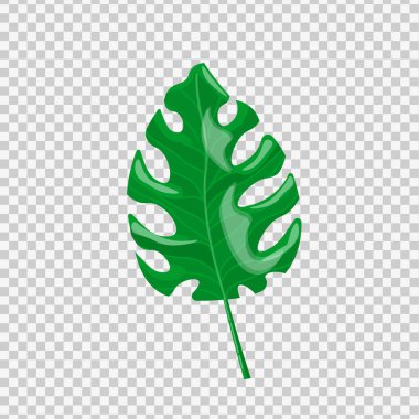 monstera leaf Isolated on transparent background 