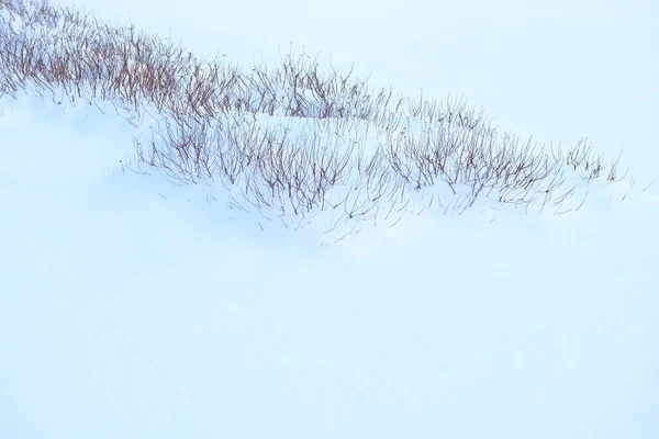 Goud Droog Gras Onder Pluizige Sneeuw Een Zonnige Dag — Stockfoto