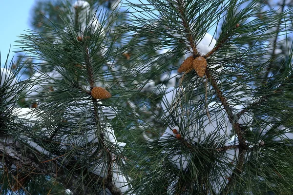 Spruce Cones Winter Time Snow Sun Shiny Day Blue Sky — Stock Photo, Image