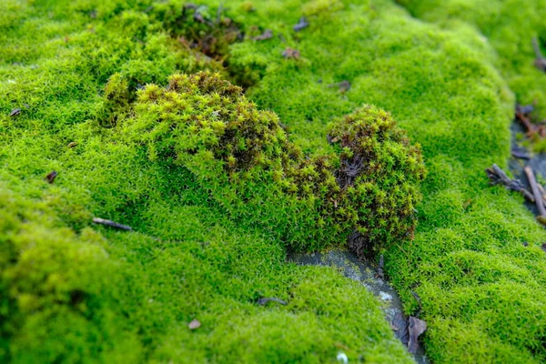 Mousse Texture Mousse Mousse Verte Naturelle Macro — Photo