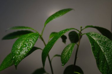 Avokado ağaçlarının yaprakları evdeki saksılarda yetişir.