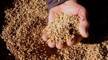 Köyden yaşlı bir adam buğday hasadını gösteriyor. Buğday hasadı. Buğdayda gerçek doğal çiftçi eli.