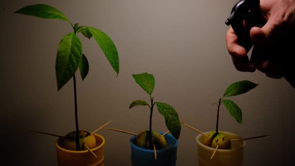 Mans hand watering avocado trees home plants in pots using the spray — Stock Video