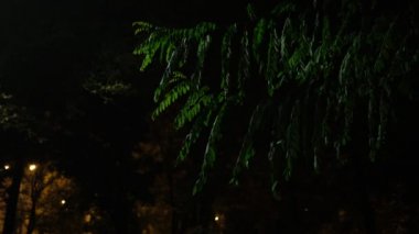 Karanlıkta akasya yaprakları