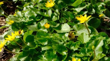 Arı tozlayan sarı papatya çiçeği, yeşil güzel yapraklar, bahar zamanı.