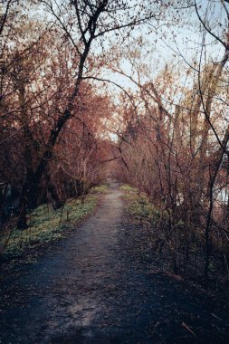 Botanik Körfezi Çiftliği Ürkütücü Bataklık Meşe Ağaçları Tüneli.