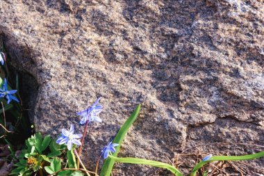 Çiçek ve taş zen spa gri arka plan üzerinde mavi.