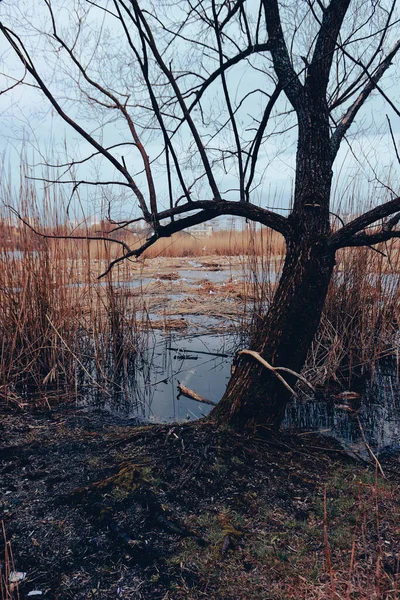 Bird Nest Sumy Ukraine Floating Nest Cheha Lake Horror Atmosphere — Photo