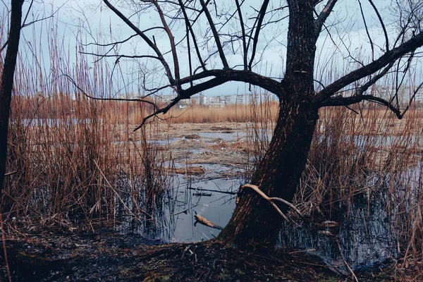 Nid Oiseau Sumy Ukraine Nid Flottant Dans Lac Cheha Ambiance — Photo