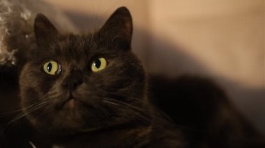 Lazy British Short Hair cat stretches while napping on a couch in a flat where a beige blanket can be seen on the background.