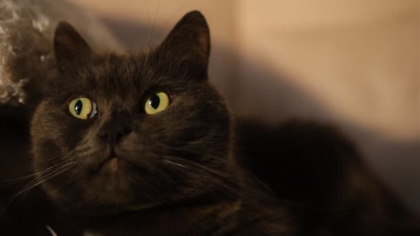 懒散的英国短发猫在公寓里的沙发上打盹时伸展着身子 在那里可以看到背景上有一条米黄色的毛毯 — 图库视频影像