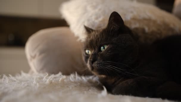 영국짧은 고양이는 배경에 베이지 담요를 수있는 소파에서 낮잠을 자면서 늘어나고 — 비디오