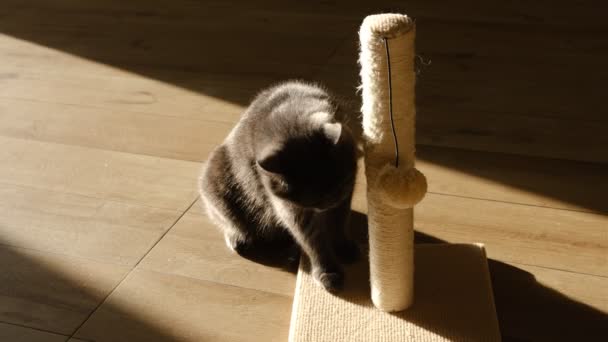 灰色短毛的英国猫 用褐色的球杆抓挠和粘贴 — 图库视频影像