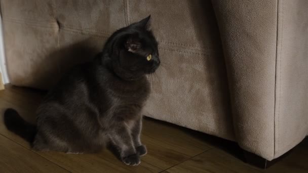 Scared Surprised British Blue Fluffy Cat Beige Background — Vídeo de Stock