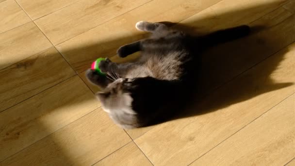 英国Shorthair猫玩五彩缤纷的球 — 图库视频影像