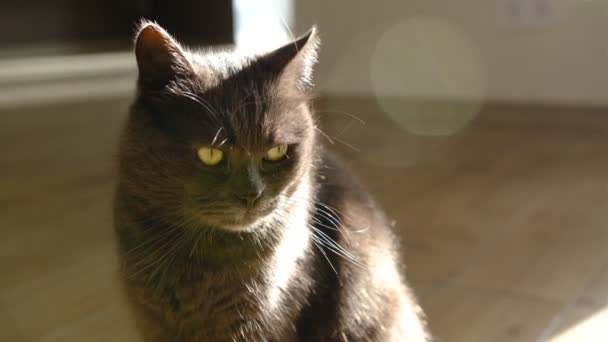 英国山猫 猫的脑袋靠得紧紧的 有着奇怪而困惑的 惊愕的脸和睁大的眼睛 猫看到什么东西时感到惊讶或害怕 — 图库视频影像