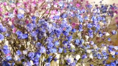 Çok renkli çikila çiçekleri yakın çekim makrosu, sığ tarla derinliği, küçük renkli çiçekler.