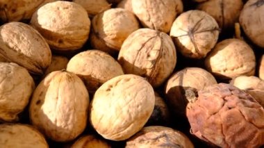 walnut and a walnut in rind walnut closeup shot, side slide of walnuts under sunlight