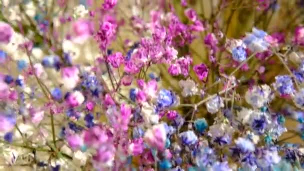 Flores Gypsophila Multi Coloridas Close Macro Profundidade Rasa Campo Flores — Vídeo de Stock