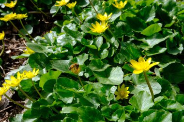 Arı tozlayan sarı papatya çiçeği, yeşil güzel yapraklar, bahar zamanı.