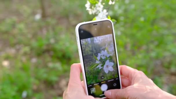 Kvinna Gör Ett Foto Ett Blommande Träd Telefonen Vår Frukt — Stockvideo