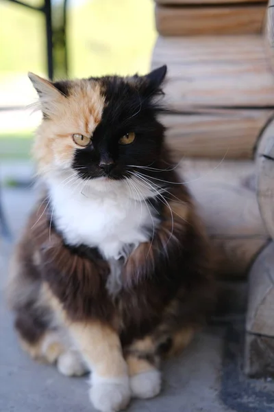 Entzückende Dreifarbige Hauskatze Auf Grünem Bokeh Hintergrund — Stockfoto