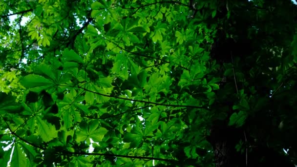 바람에 아름다운 밤나무 — 비디오