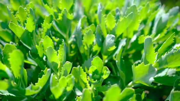 Stonecrop Green Sedum Hybridum Immergrunchen Blumen Pflanzen Die Sonnenlicht Durch — Stockvideo