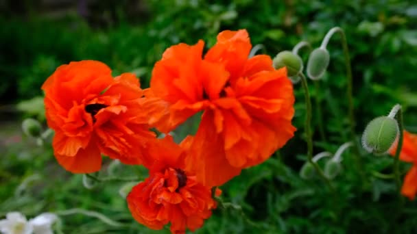 Helder mooi oranje papaver bloemen bloeien in de tuin op een zonnige dag met groene blauwe achtergrond — Stockvideo