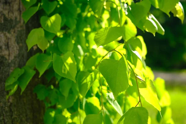 Zelené Listí Jarní Slunce Otřásají Větrem — Stock fotografie