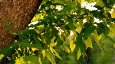 Baharda yeşil yapraklar ve güneş rüzgardan titriyor.