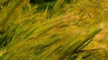 Yeşil buğday tarlasında güneş ışığı rüzgarda sallanıyor..
