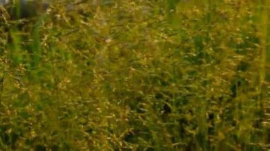 Altın yeşili çimenler gün batımında sallanıyor.