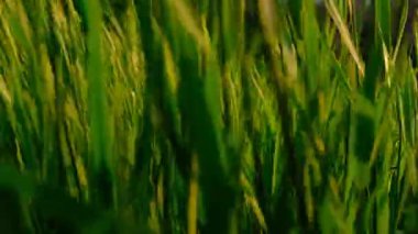 Koyu arkaplan ve gün batımında sallanan tüm yeşil çimenleri maviye boyamış.