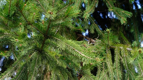 トウヒの木 背景用の天然木の4K動画 風に揺れる緑のスプルースの木 — ストック写真