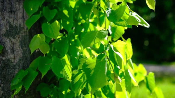 Zielone Liście Słońce Wiosną Drżące Wiatru — Zdjęcie stockowe